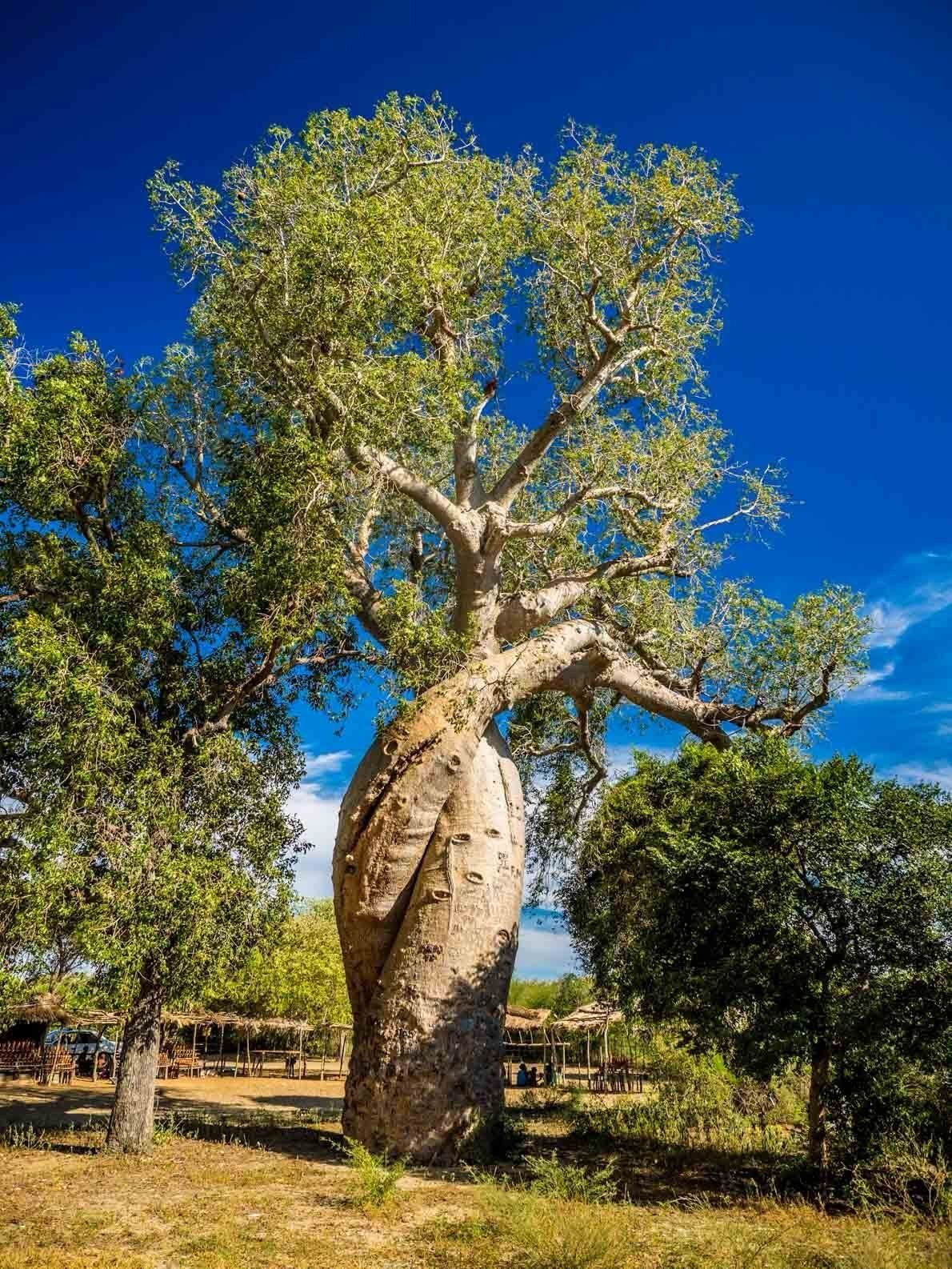 Baobab Tree (Adansonia)