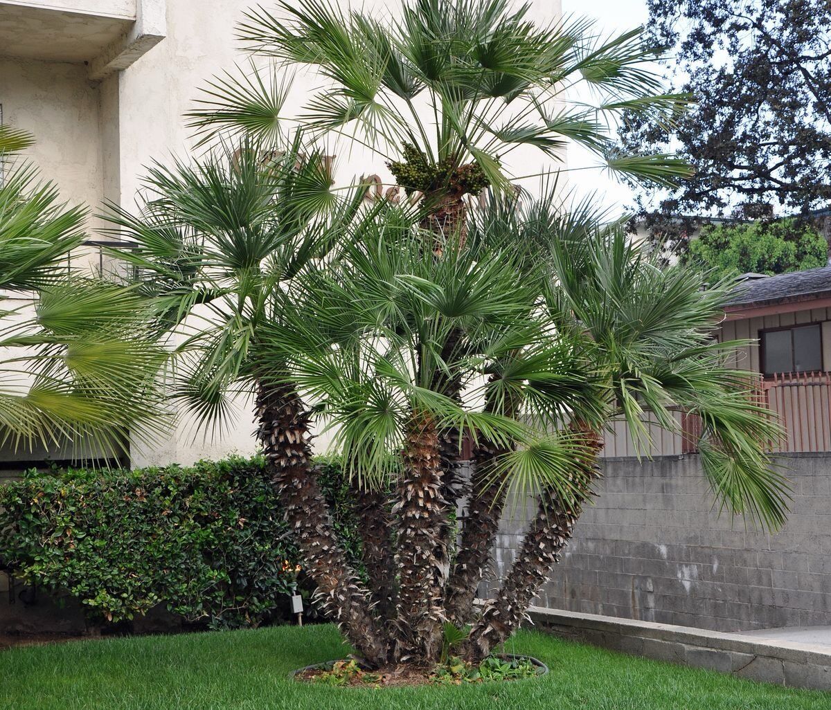 Chamaerops humilis “European Fan Palm” 1.5 – 2.0m